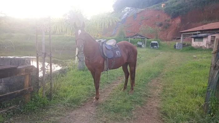 Égua Mangalarga