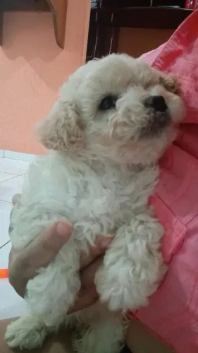 Cachorro a venda