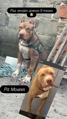 Pra vender e trocar por dinheiro