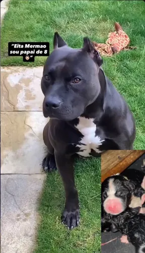 Vendesse filhote de pit bull