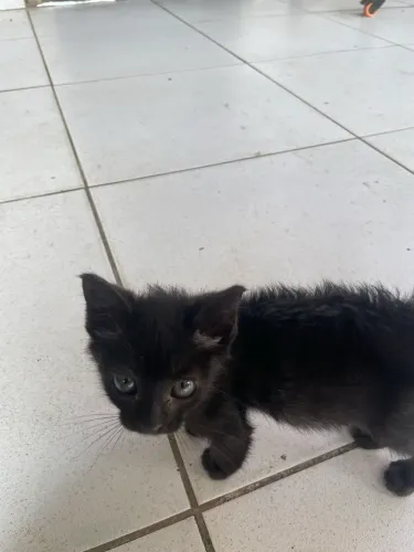 DOA-SE GATINHO