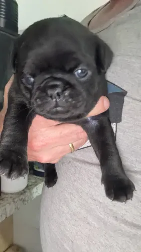 Filhote de pug