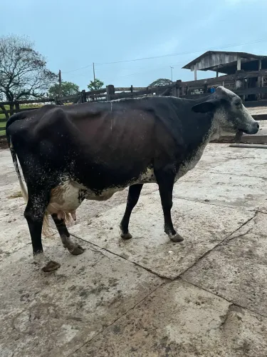 Vaca leiteira