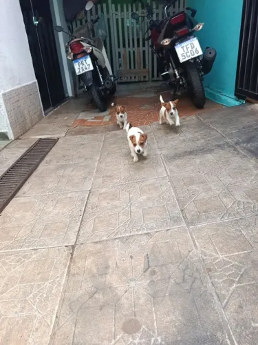 Vendo filhotes de Jack Russell (cachorrinho do máscara)