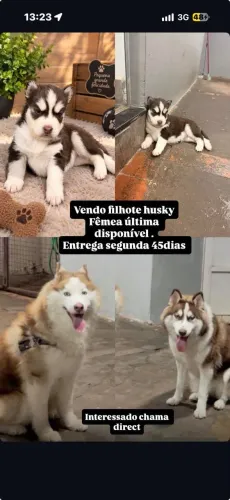 VENDA FILHOTE DE HUSKY SIBERIANO