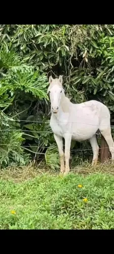 Mangalarga prenha de homozigoto