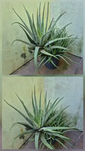 Planta Babosa