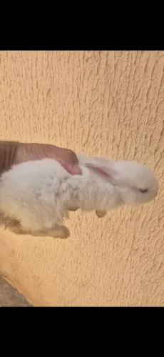 FILHOFILHOTES DE MINI COELHO À VENDA ?