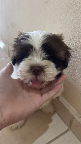 Shitzu para vender