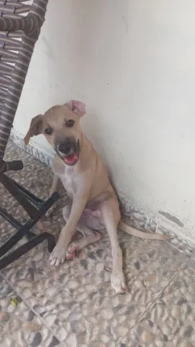 cachorro para adoção responsável