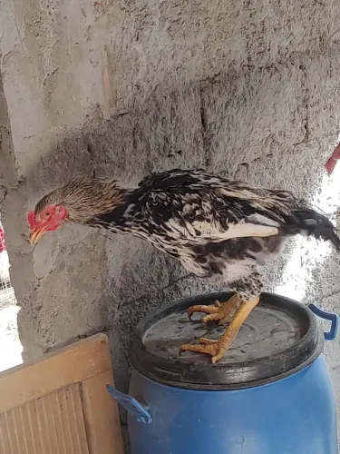 Frango (galo)