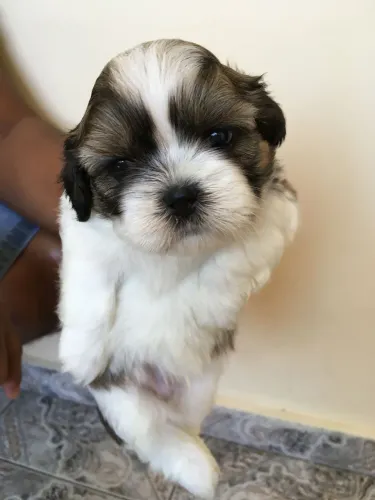 Filhotes De ShihTzu - Ganhe Amor Todos Os Dias 