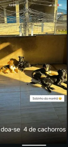 Doação de 4 cachorros 