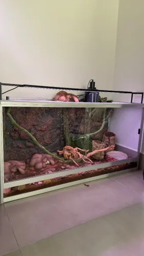 Terrário para répteis