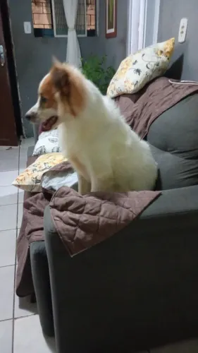 Cachorro 
