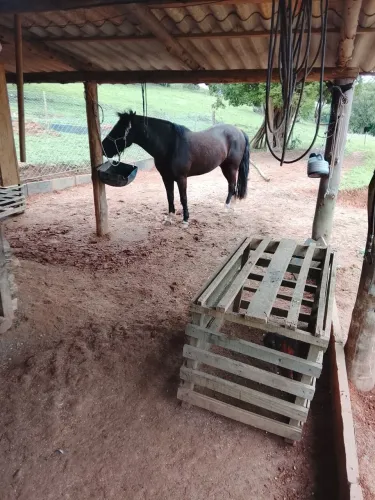 Cavalo petiço a venda