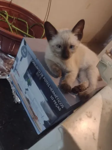 dois gatinhos machos para adoção