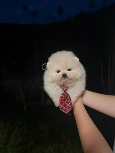 Spitz alemão anão Ursinho