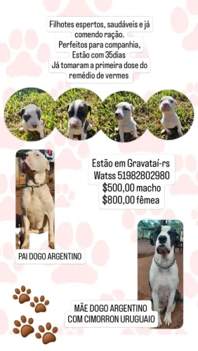 DOGO ARGENTINO FILHOTES