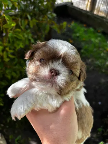 Shihtzu macho