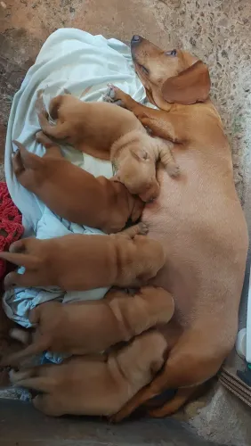 dachshund (salsichinha)