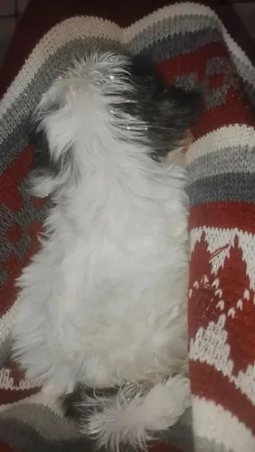 Filhote pura de She tzu