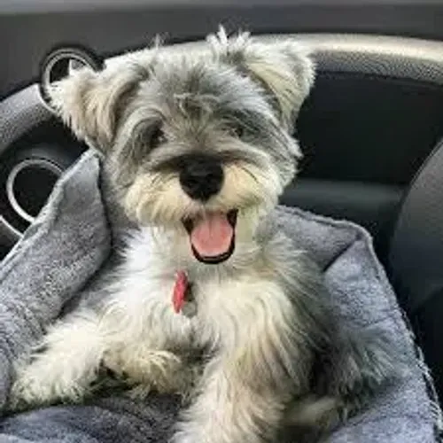 SCHNAUZER Leal e muito carinhoso.