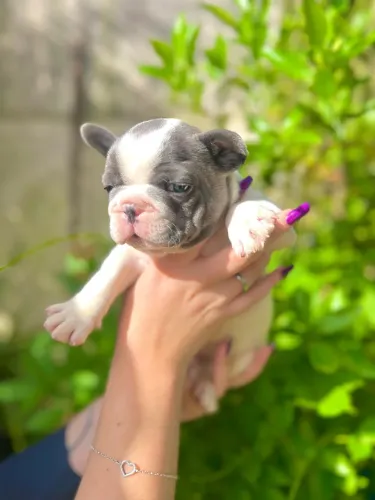 Filhotes de buldogue francês exóticos 