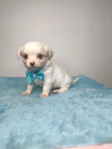 Chihuahua filhote machinho branco