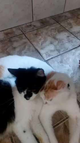 Doação de gatos machos e fêmeas