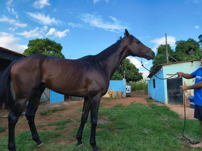 Cavalos puro sangue inglês