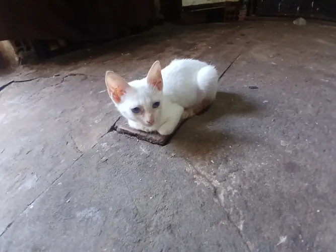 Gato