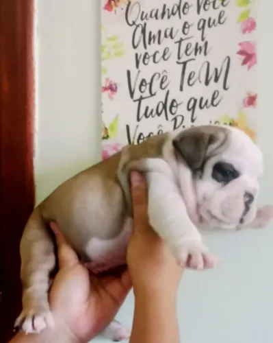 Filhote de Bulldog inglês