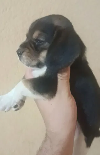 Filhotes beagles 