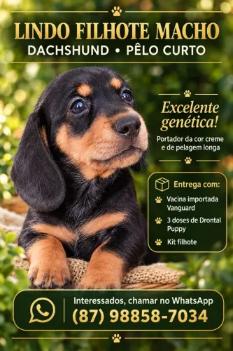 Dachshund (Salsichinha) Pêlo Curto