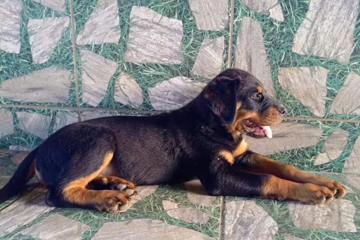 Macho Rotweiller