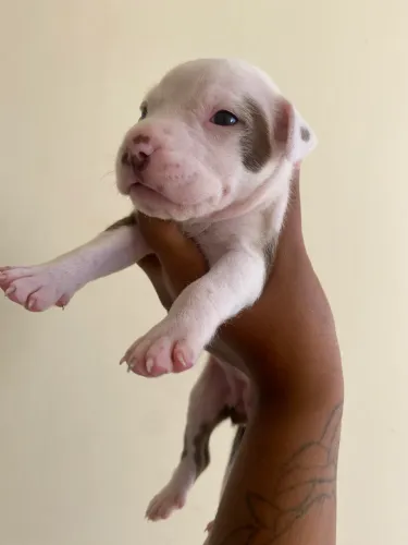 Filhote de Pitbull