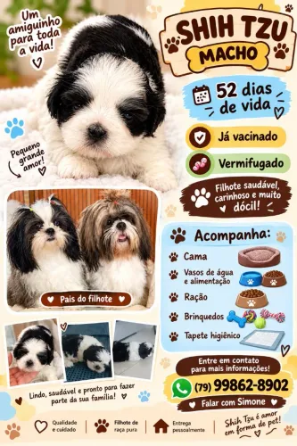 Vende-se um filhote da raça Shih Tzu macho, com 52 dias de nascido, já vacinado e vermifug