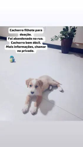 Cachorro para doação