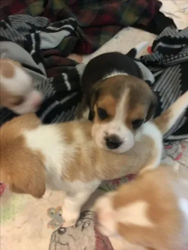 Beagle para companhia e familia