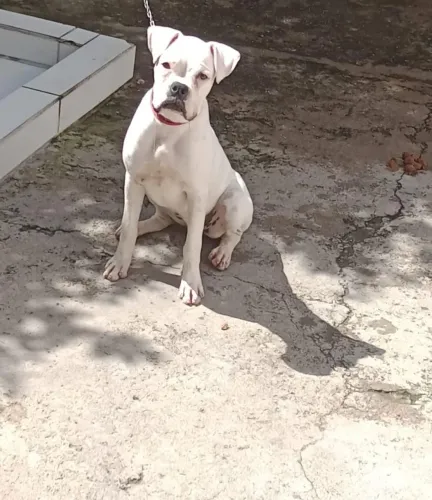 Vendo Cachorra Boxer Alemã branca 