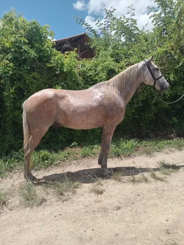 Vende-se e troca-se cavalo andando muito animal de luxo