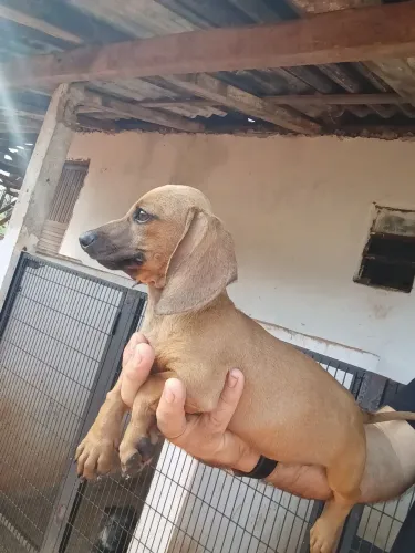 Daschshund fêmea