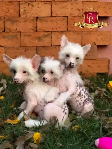 Cão de Crista Chinês filhotes