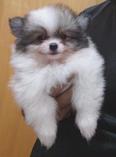 Lulu da Pomerânia - Spitz Alemão - Genética Selecionada