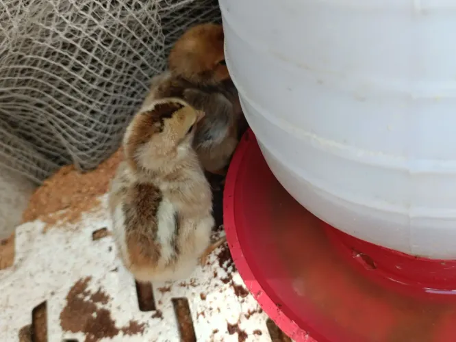 Pintinhos a venda apartir de 8,00