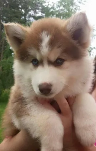 Husky siberiano cheio de energia 