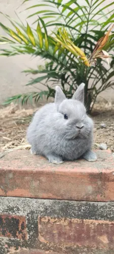 Vende-se filhote fêmea de coelho Netherlands Dwarf