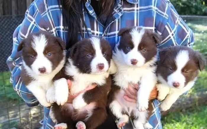 Border collie lindo e ativo 