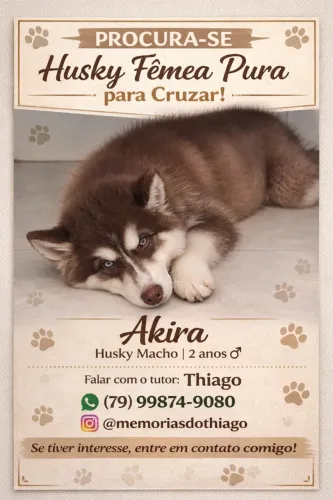 Procuro Husky Fêmea pura para cruzar com Husky Siberiano macho
